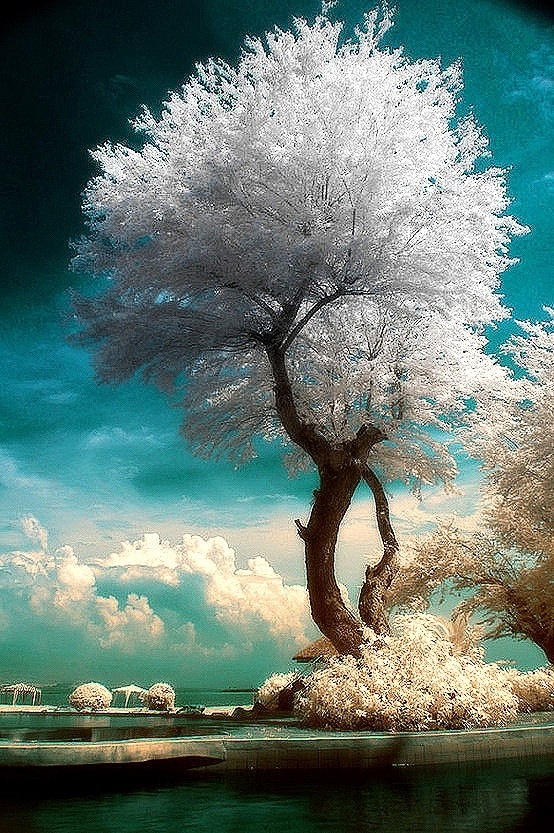 手机壁纸：超梦幻的树木与天空