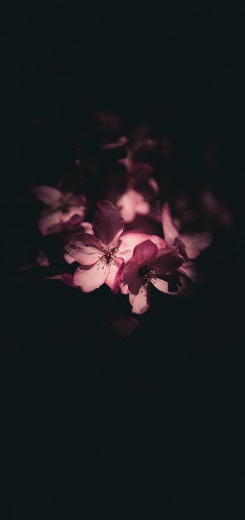 怒放的鲜花超清壁纸