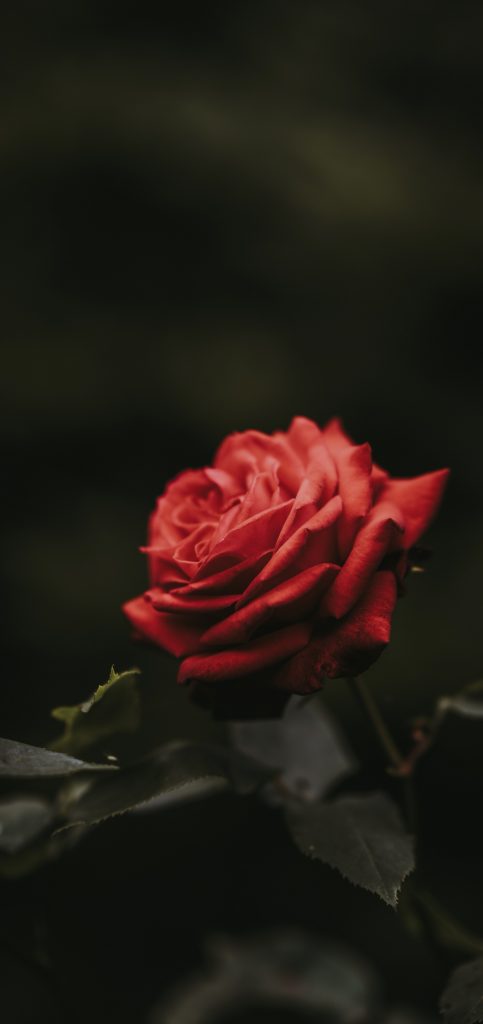 怒放鲜花超清壁纸